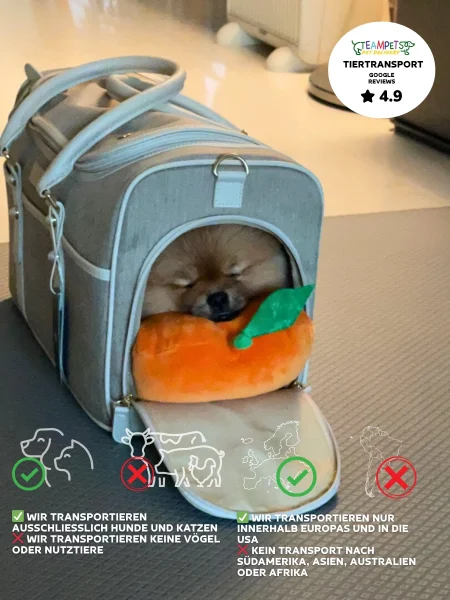 Hund nach Mallorca